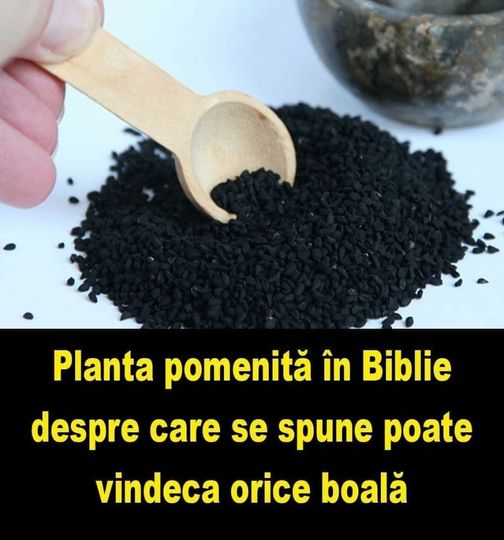 NU IGNORA! Planta pomenită în Biblie și în Coran despre care se spune poate vindeca orice boală.