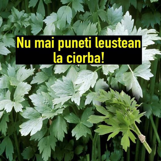 TU stiai asta? Nu mai puneti leustean la ciorba! Este cea mai frecventa greseala! Medicii trag un semnal de alarma